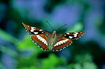 Poplar Admiral butterfly flying (Limenitis populi) captive, Europe.
