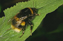 Queen Bumblebee (Bombus sp) UK