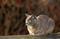 Burmese (Blue) cat "Boris" male. Bristol England