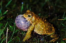 Natterjack toad singing at night, Spain
