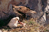 Bonelli's Eagle and chick at nest, Spain