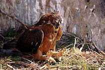 Bonelli's Eagle, 58-day old juvenile at nest, Spain