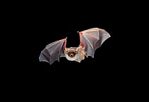 Greater mouse eared bat flying (Myotis myotis) Germany