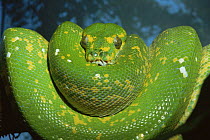 Green tree python (Chondopython viridis) coiled on tree, captive