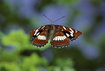 Poplar admiral butterfly flying, Germany. Captive