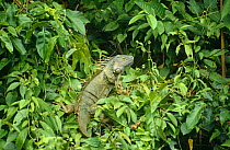 Common / Green iguana in tree (Iguana iguana) Belize