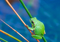 Common treefrog on reeds, Spain