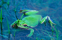Common treefrog in water (Hyla arborea) Spain
