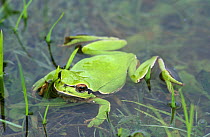 Common treefrog in water (Hyla arborea) Spain