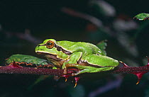 Common treefrog (Hyla arborea) on branch, Spain
