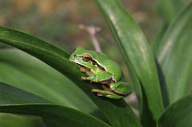 Common Tree frog on leaf (Hyla arborea) Spain