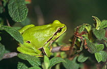 Common treefrog (Hyla arborea) Spain