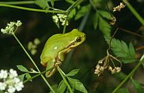 Mediterranean treefrog (Hyla meridionalis) Spain