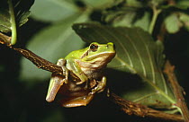 Mediterranean treefrog (Hyla meridionalis) Spain