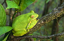 Barking treefrog resting at day roost (Hyla gratiosa) Blackbird State Forest, Delaware, USA