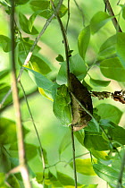 Barking Treefrog roosting (Hyla gratiosa) Blackbird State Forest, Delaware, USA