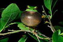 Pine Barrens Treefrog singing, Delaware, Blackbird State Forest, USA
