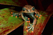 Treefrog on undesrtorey palm frond, River Napo Amazon Basin, Ecuador