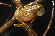 Spring Peeper treefrog singing (Hyla crucifer)  Pennsylvania, USA
