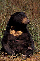 Malayan Sun Bear. C (Ursus malayanus) New Delhi Zoo