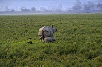 Indian rhinoceros {Rhinoceros unicornis} mother and baby, Kaziranga NP, Assam, North East India