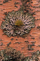 Lichen on bark. Glen Cannich, Scotland, Europe