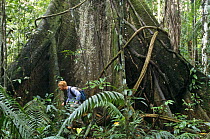 Kapok tree buttresses (Ceiba pentandra) Ecuador with Doug Wechselr in foreground for scale