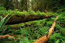 Fallen nurse log with ferns, Olympic NP, Washington State, USA