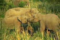 Young playful Indian elephants (Elephas maximus)  Corbett NP, India