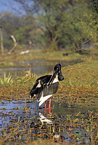 Black necked stork (Eohippiorhynchus asiaticus) preening, Keoladeo NP, Bharatpur, India