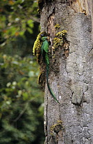 Resplendent quetzal (Pharomachrus mocinno) on tree trunk, Finca Chacon, Costa Rica