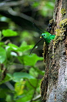 Quetzal (Pharomachrus mocinno) at nest hole Finca Chacon, Costa Rica