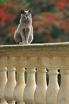 Male Burmese blue cat 'Boris' sitting on balustrade. England (This image may be licensed either as rights managed or royalty free.)