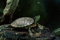 Red eared turtle (Pseudemys scripta elegans) USA. captive, most widely kept pet turtle