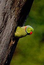 Rose Ringed Parakeet looking out of nest hole. Keoladeo NP India (Psittacula krameri)