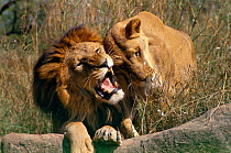 Asiatic Lions courtship behaviour. (Panthera leo persica)  New Delhi Zoo.