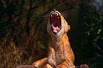 Asiatic Lion (Panthera leo persica) female "yawning", Captive, New Delhi Zoo, India