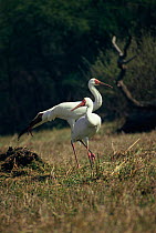 Great White Cranes. Keoladeo NP (Grus leucogeranus) India Siberian crane