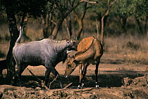 Nilgai (Boselaphus tragocamelus) pair in courtship behaviour, Sariska NP, India