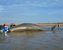 Beached Sperm whale (Physeter macrocephalus). Norfolk, England, UK, Europe