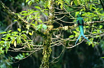 Resplendent quetzal (Pharomachrus mocinno) perched on branch, Finca Chacon, Costa Rica