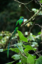 Resplendent Quetzal (Pharomachrus mocinno) Fincha Chacon, Costa Rica.