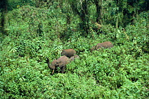 Forest Elephants with trunks raised among Giant Lobelia. Rwanda Parc National des Volcans