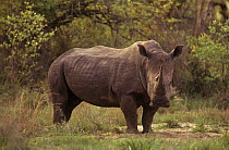 White rhinoceros (Ceratotherium simum) male, alert, Kruger NP, South Africa