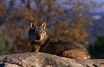 Iberian Wolf {Canis lupus signatus} portrait resting on rocks, captive
