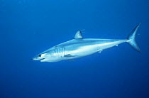 Shortfin Mako shark (Isurus oxyrinchus) Catalina Islands, California, USA