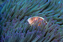Pink Anemonefish {Amphiprion perideraion} in tentacles of Magnificent anemone. Philippines
