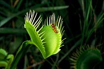 Venus flytrap (insectivorous plant) with ant. Botanical Gardens, North Carolina, USA