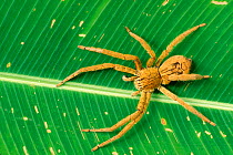 Ctenid spider in subtropical rainforest, Costa Rica