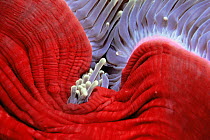 Abstract view of Magnificent anemone (Heteractis magnifica) Papua New Guinea